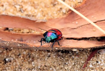 Front view of Red Jewel Bug  (Choerocoris paganus) on bark, South Australia
