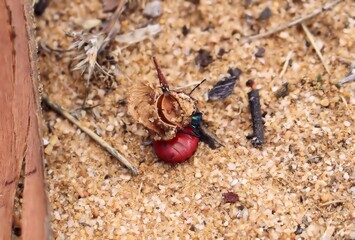 Red Jewel Bug  (Choerocoris paganus) emerged from moult, South Australia