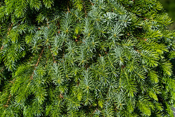 Closeup of tightly spaced evergreen branches and pine needles, as a nature background
