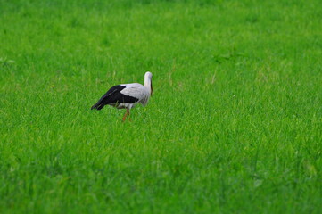 Bocian. Polska - Mazury - Warmia.