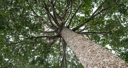 Big Dipterocarpus alatus tree bark or yang tree, looking up from ground.