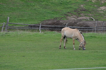 Polska - Mazury - Warmia. Koń. © Rafa