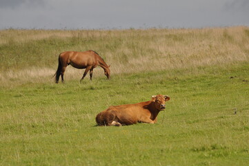 Polska - Mazury - Warmia. Krajobraz. Koń i krowa. © Rafa