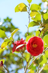 Red Flower of Camellia japonica in Full Bloom