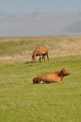 Polska - Mazury - Warmia. Krajobraz. © Rafa