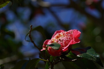 Red Flower of Camellia japonica in Full Bloom