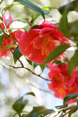 Light Red Flower of Camellia japonica in Full Bloom
