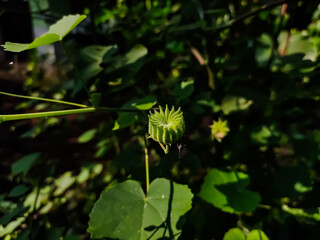 Abutilon indicum is a small shrub in the family Malvaceae, native to tropic and subtropical regions and sometimes cultivated as an ornamental.