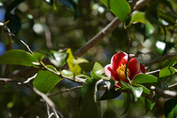 Light Pink Flower of Camellia japonica in Full Bloom