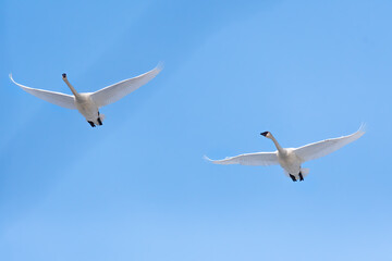 Swans flying overhead bithgt blue sky. Spring migration