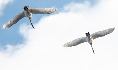 Swans flying overhead bithgt blue sky. Spring migration © Tommy