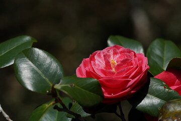 Light Red Flower of Camellia japonica in Full Bloom