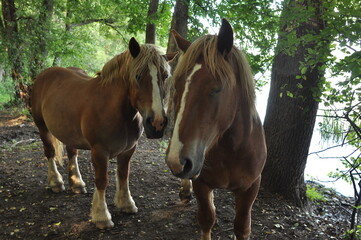 Polska - Mazury - Warmia. Krajobraz. © Rafa