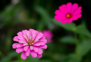 Obraz premium Pink zinnia flower in bloom. Summer flower. Summer plant. Midsummer flowers