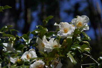 White Flower of Camellia japonica in Full Bloom