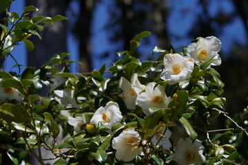 White Flower of Camellia japonica in Full Bloom