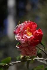 Variegated, Pink and White Flower of Camellia japonica in Full Bloom