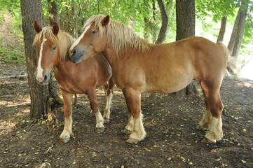 Konie. Wadąg. Polska - Mazury - Warmia. © Rafa