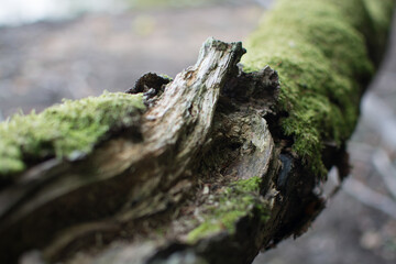 Close up of a tree branch with moss