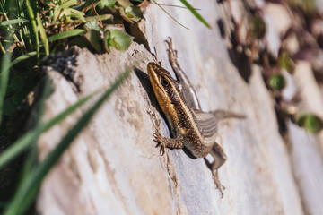 Small gloden, brown lizard standing on a stone outdoors