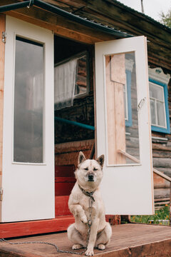 Guard Dog Raised His Paw