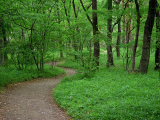 Path through the woods