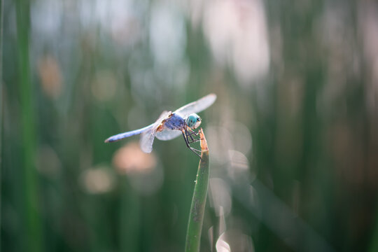 Dragon Fly Close Up