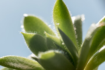 succulent echeveria plush plant closeup ideal for plant signs or botanical gardens