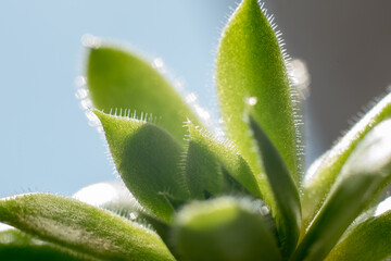 succulent echeveria plush plant closeup ideal for plant signs or botanical gardens