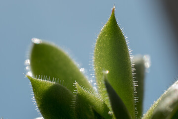 succulent echeveria plush plant closeup ideal for plant signs or botanical gardens