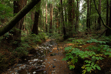 Stream in the Forest