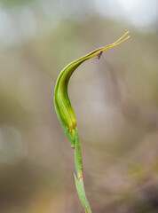 An Australian terrestrial orchid known as the Large Autumn Greenhood (Pterostylis revoluta)