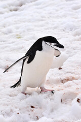 Obraz premium Chinstrap penguin at Half Moon Island, Antarctica