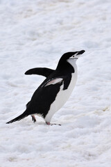 Chinstrap penguin at Half Moon Island, Antarctica © Takashi