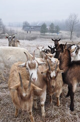 Polska - Mazury - Warmia. Krajobraz z kozami. © Rafa