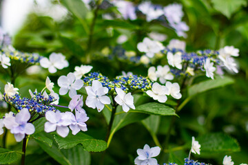 紫陽花