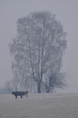 Krowy na polu © Rafa