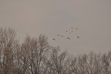 Dzikie gęsi © Rafa