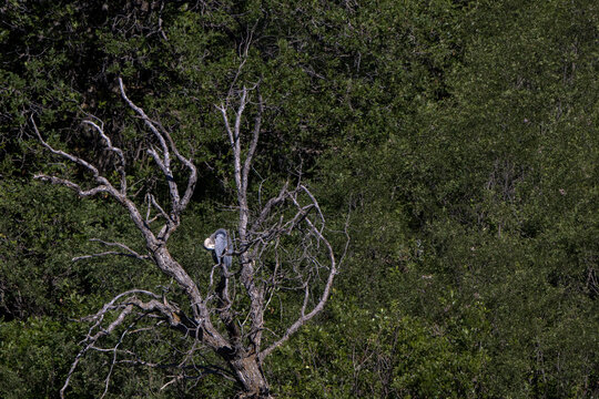 Great Blue Heron in a tree at Sugarite Canyon State Park in New Mexico