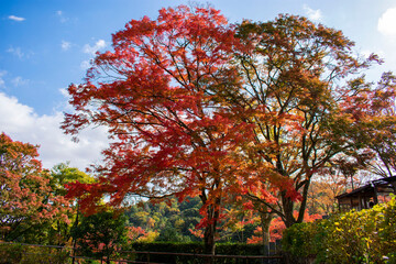 Obraz premium 紅葉の勝尾寺