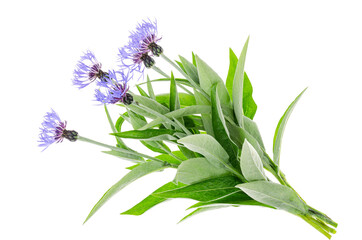 Bunch of garden cornflowers on white background.