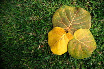 Three colorful leaves on the grass. Floral composition, flat top view.