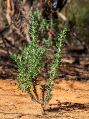 The Erect Mallee Bluebush (Maireana pentatropis) is a somewhat glaucous shrub up to 60 cm high found in the mallee region of Australia.