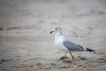 seagull on the beach