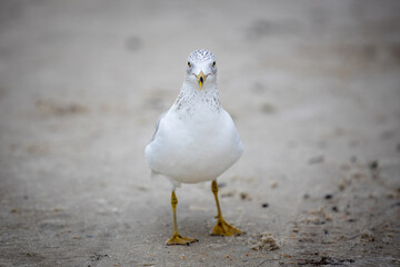 seagull on the beach