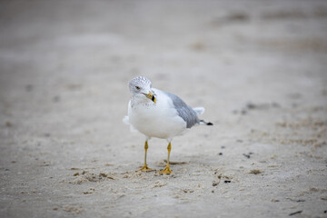 seagull on the beach