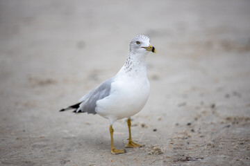 seagull on the beach