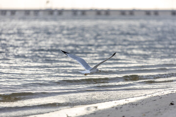 seagull on the beach