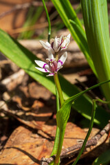 Fototapeta premium The flower of the Australian native plant known as the Common Early Nancy (Wurmbea dioica)