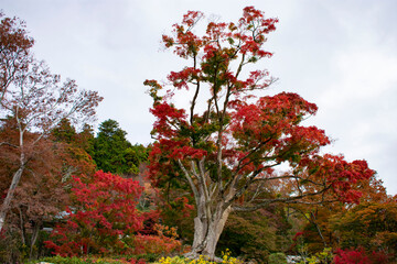 勝尾寺の紅葉